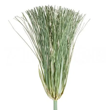 Cyperus papyrus