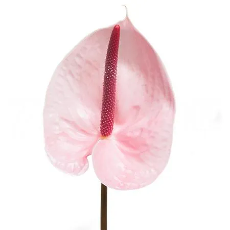 Anthurium lunette