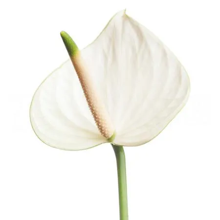 Anthurium snowy