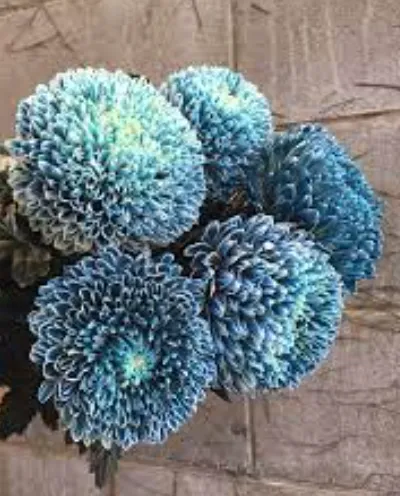 Chrysanthemum single dark blue