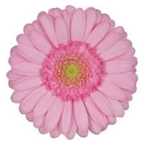 Gerbera Mini sicily