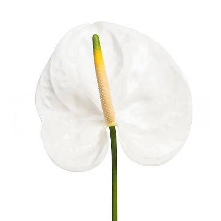 Anthurium adina