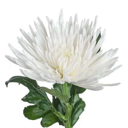 Chrysanthemum spider mum anastasia white