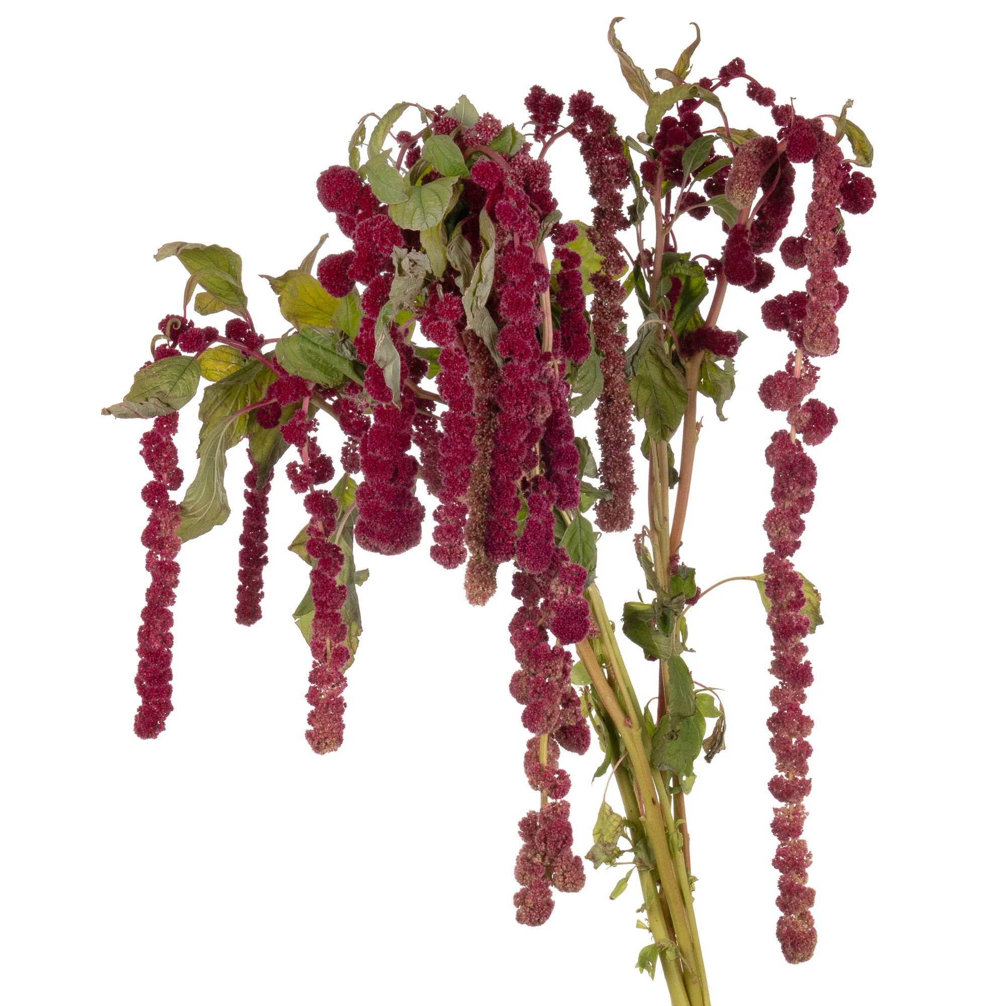 Amaranthus rosary