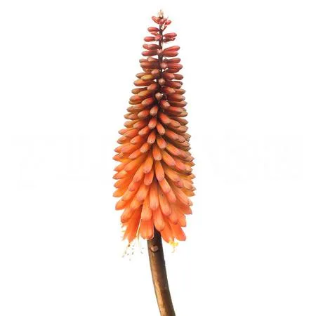 Kniphofia alcazar