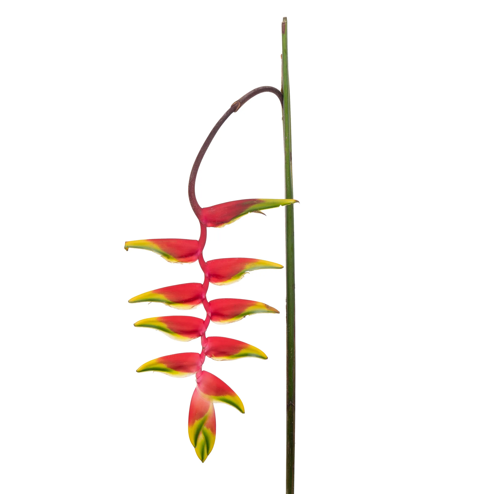 Heliconia rostrata