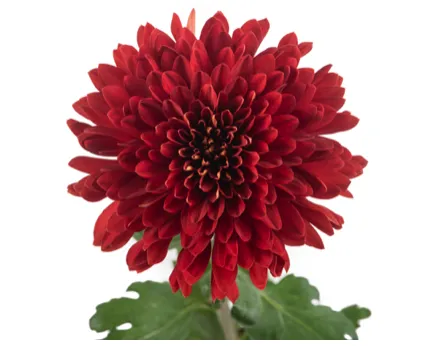 Chrysanthemum single cremon rojo