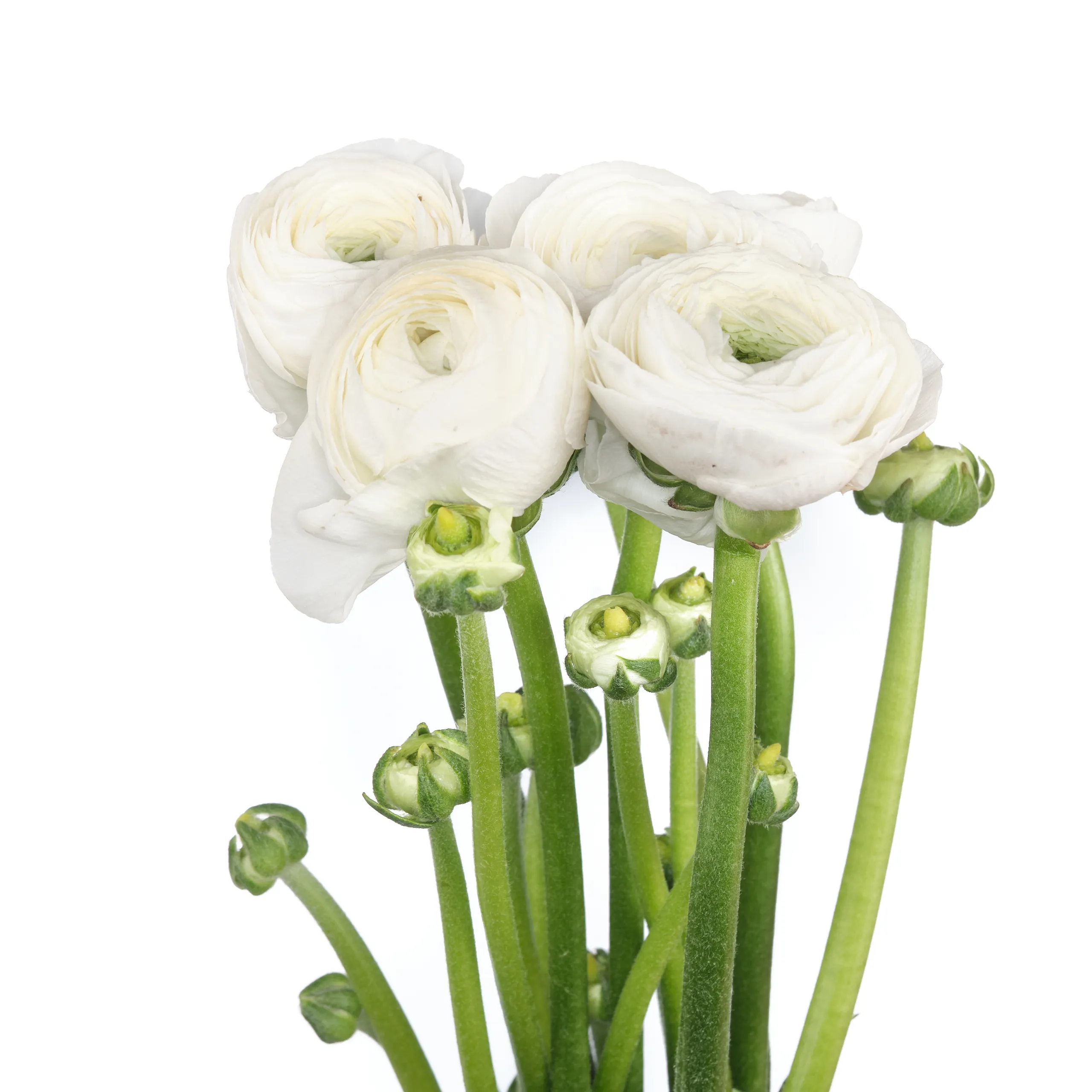 Ranunculus clooney white