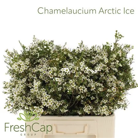 Chamelaucium arctic ice