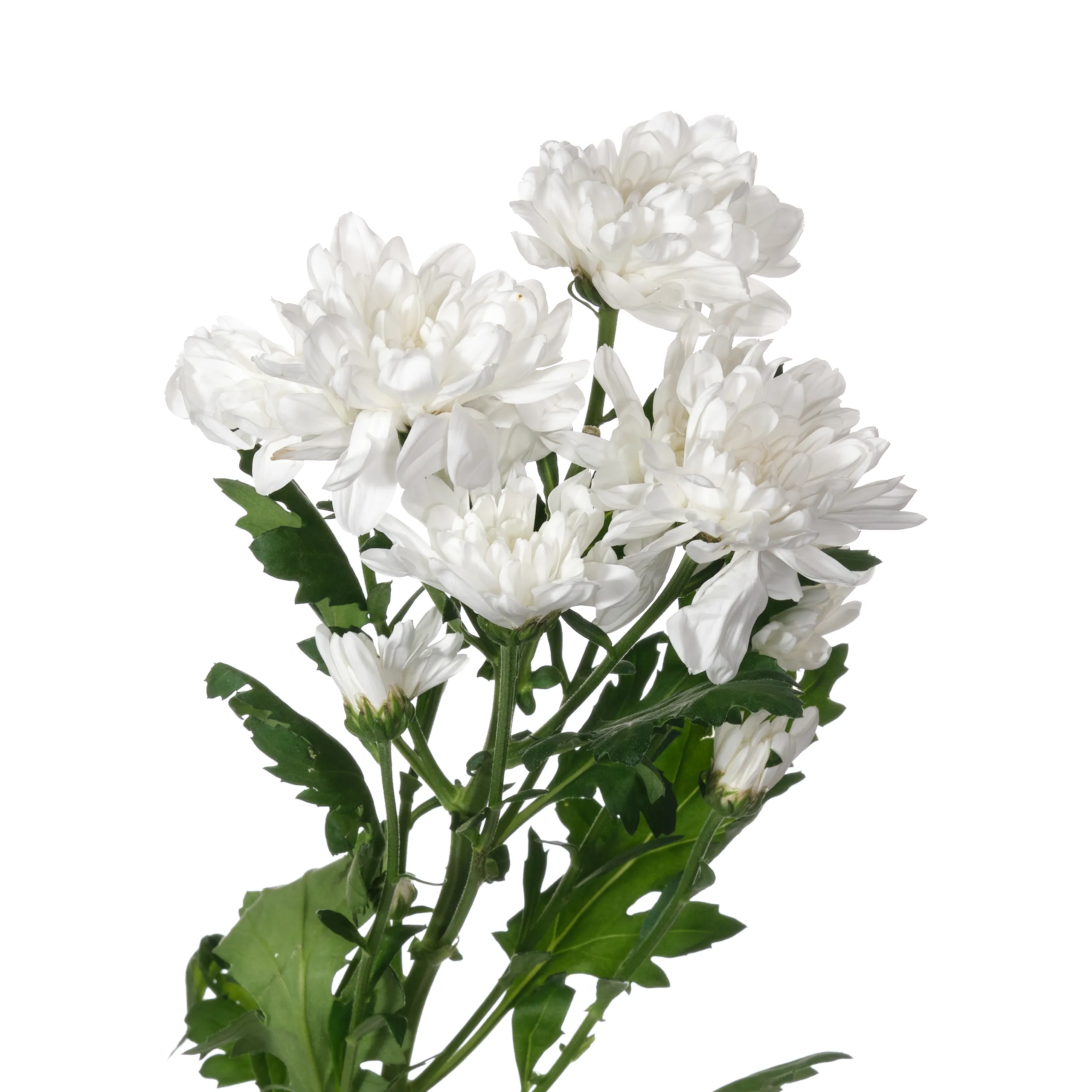 Chrysanthemum spray zembla