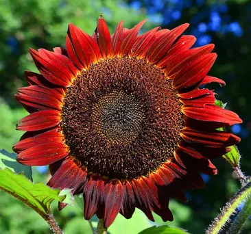 Helianthus red