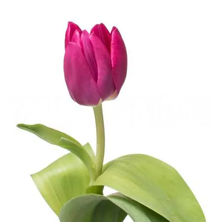 Tulip enkel pink ardour