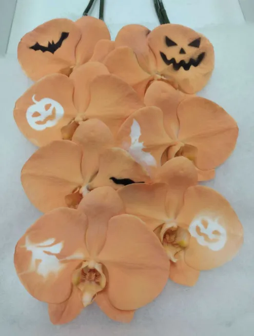 Phalaenopsis spray orange halloween