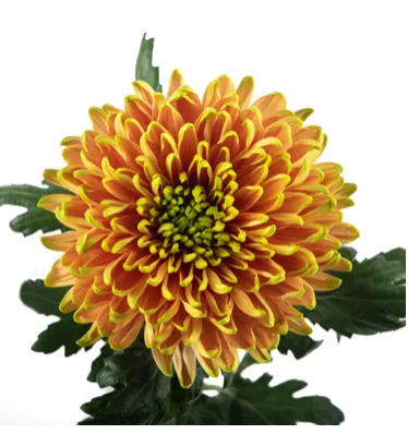 Chrysanthemum cremon rossano elizabeth