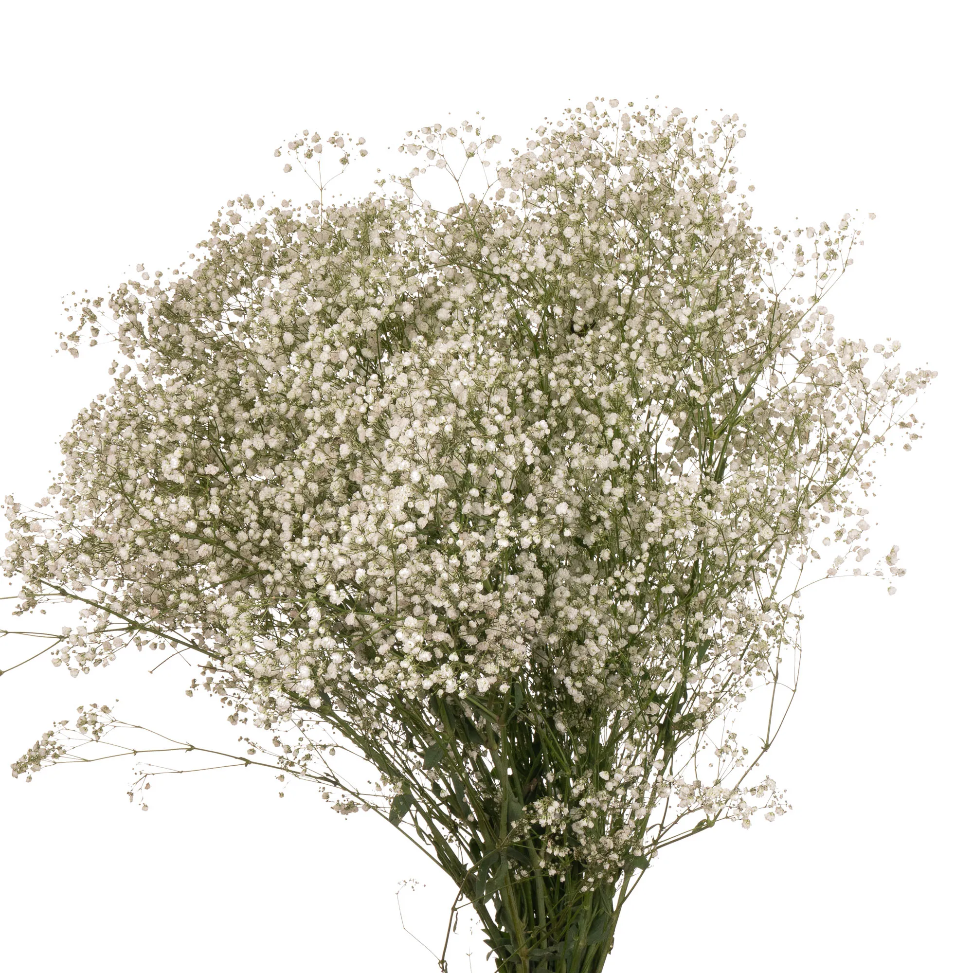 Gypsophila xlence