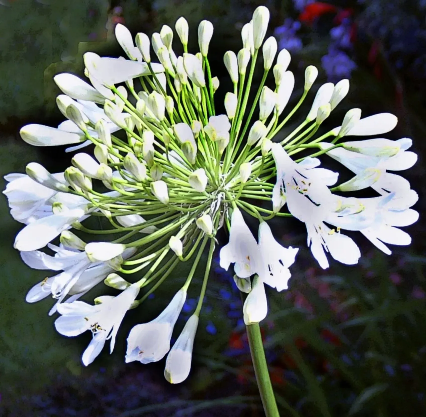 Agapanthus white