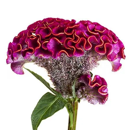 Celosia act rima