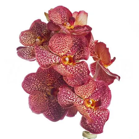 Vanda sunanda lava