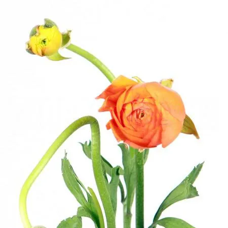 Ranunculus orange