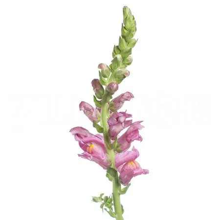 Antirrhinum potomac rose