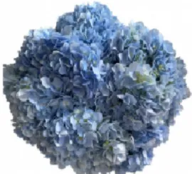 Hydrangea light blue