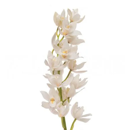 Cymbidium Mini white margot