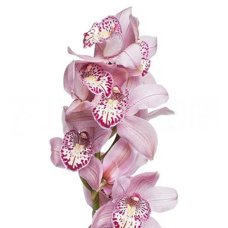 Cymbidium eastern prinses pink prelude