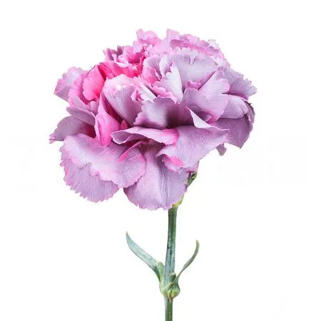 Carnation hypnosis