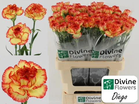 Carnation single diego