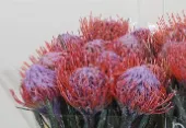 Leucospermum paint naomi lilac orange