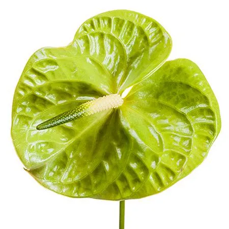 Anthurium midori