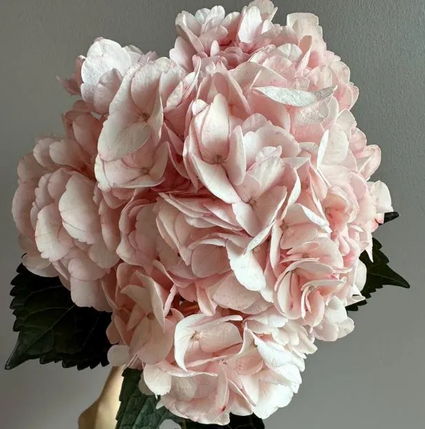 Hydrangea premium pale pink