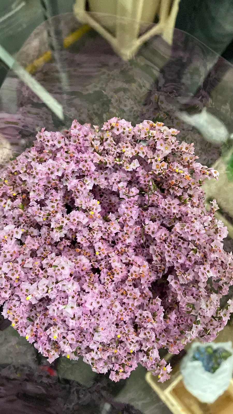 Limonium sinensis pink