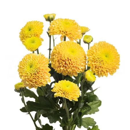 Chrysanthemum santini jeanny orange