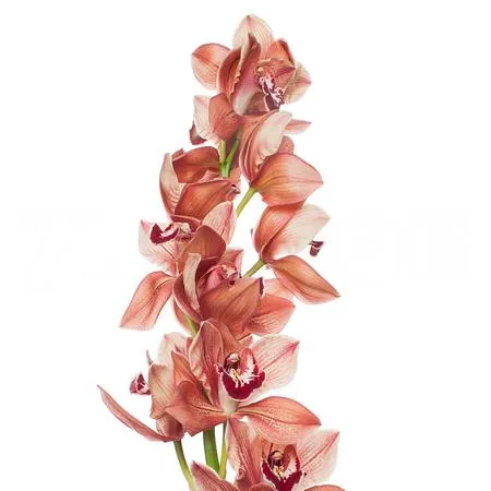 Cymbidium princess fredericka