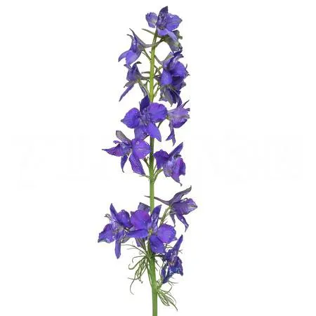 Delphinium dark blue