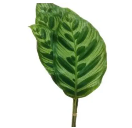 Calathea macoyana