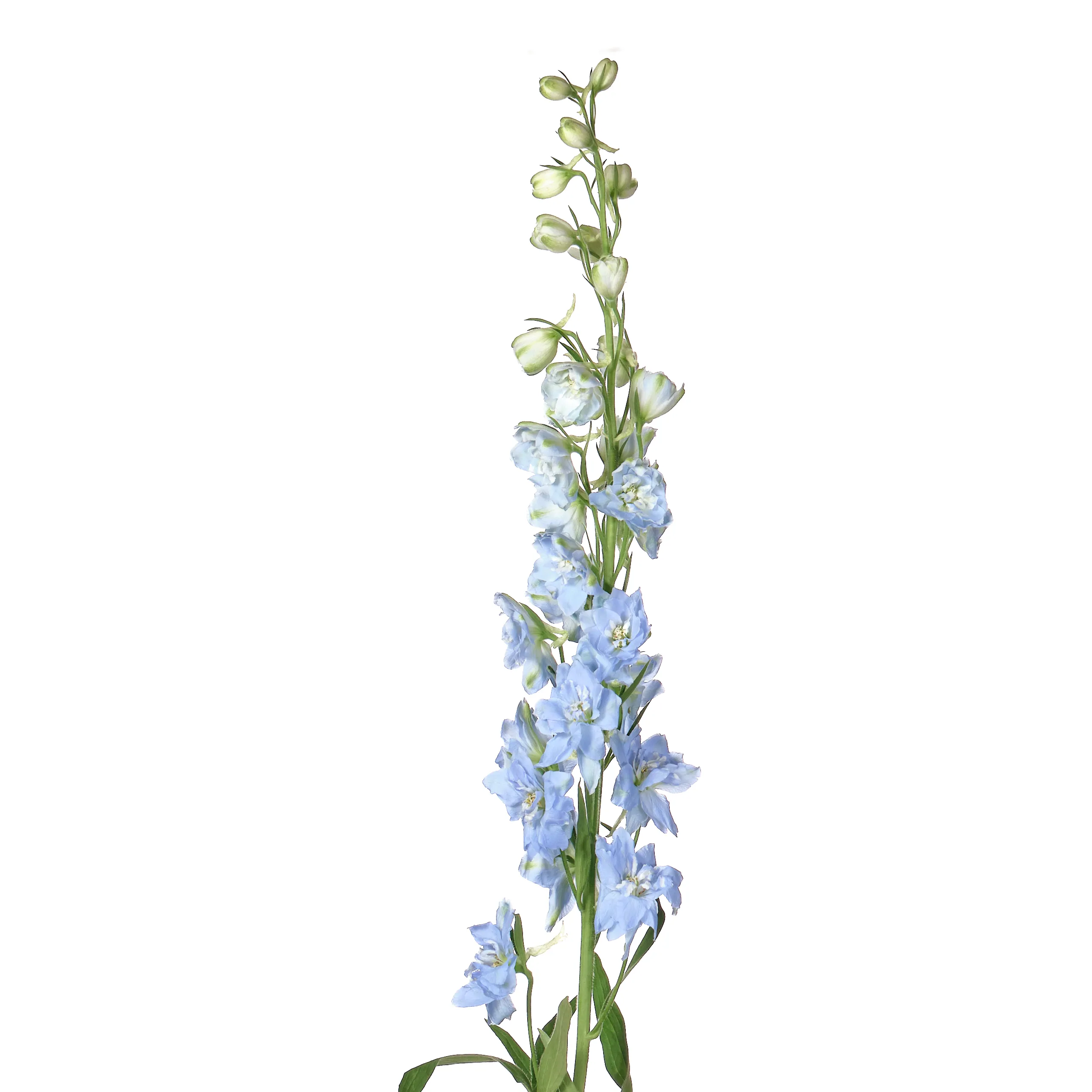 Delphinium double dewi boy