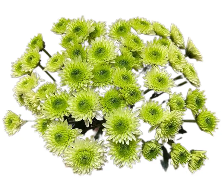 Chrysanthemum santini bruno green