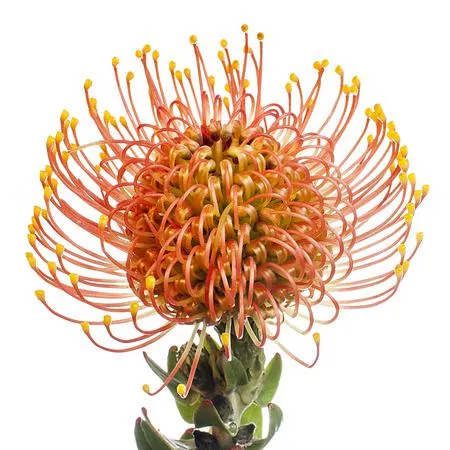 Leucospermum gold dust