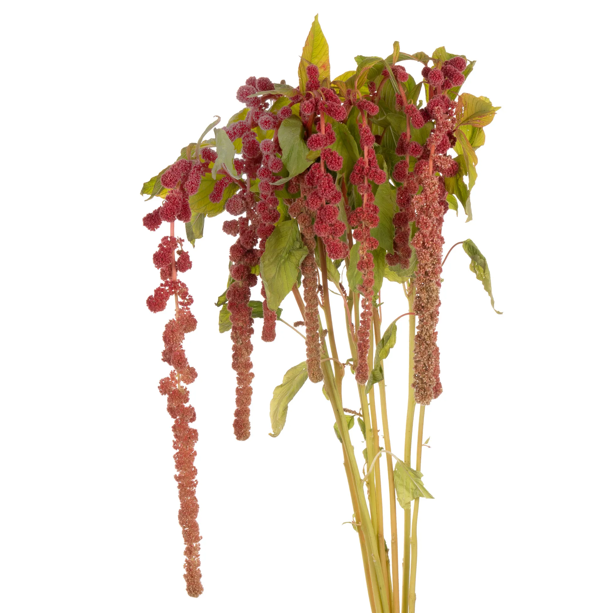 Amaranthus coral fountain