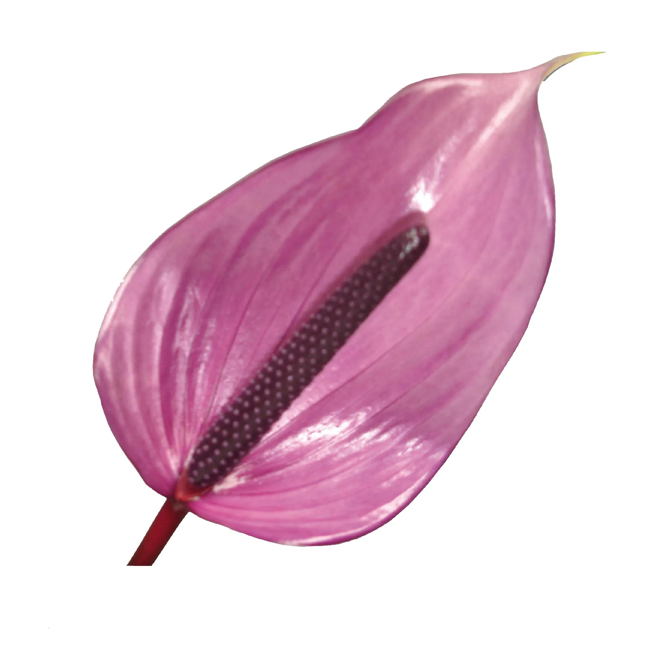 Anthurium previa