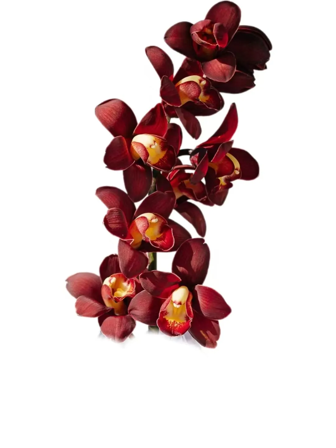 Cymbidium red robe