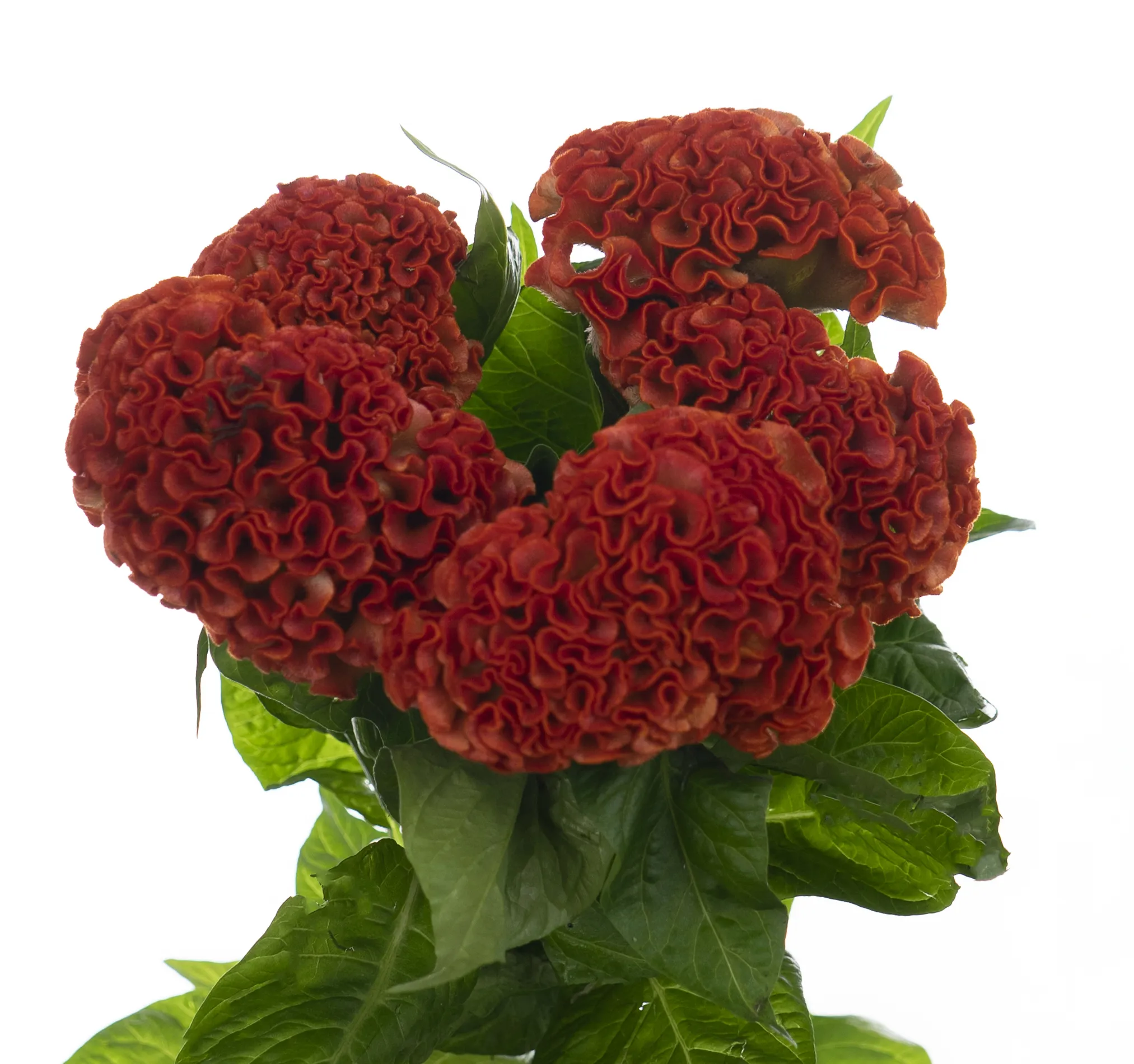 Celosia orange