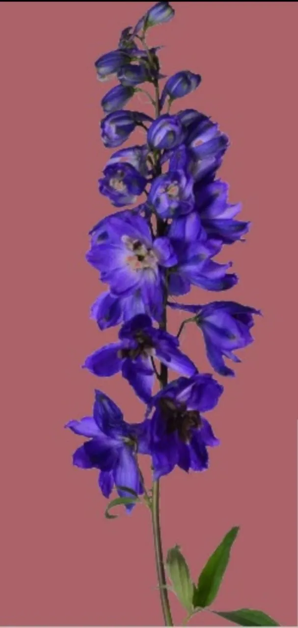 Delphinium elatum magic fountains dark blue