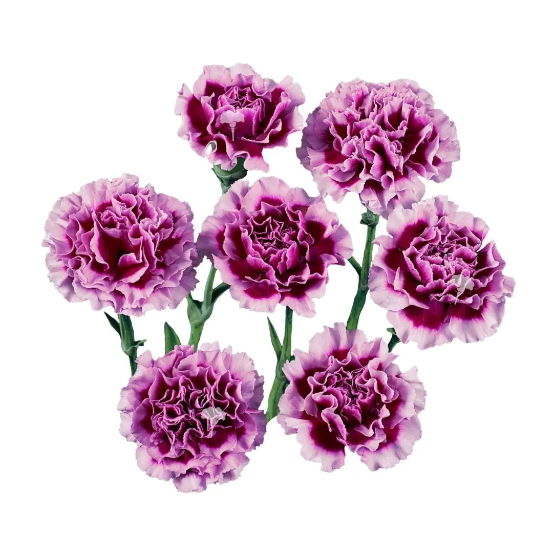 Carnation ekeko