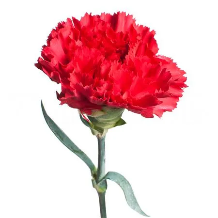 Carnation red