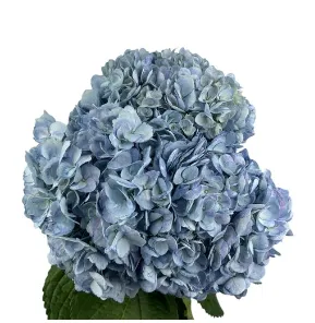 Hydrangea premium steel blue