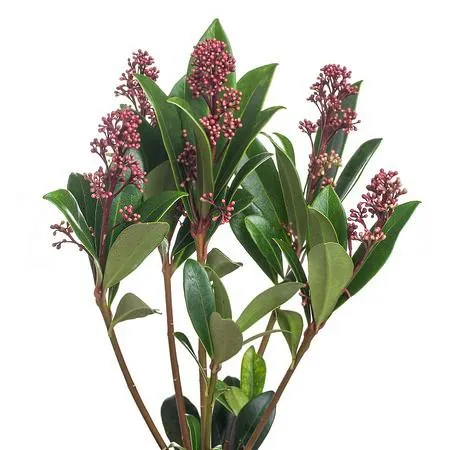 Skimmia rubella