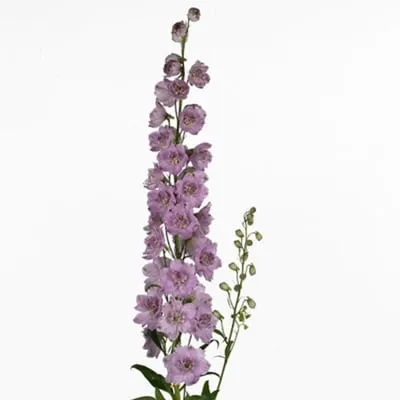 Delphinium double dewi lady